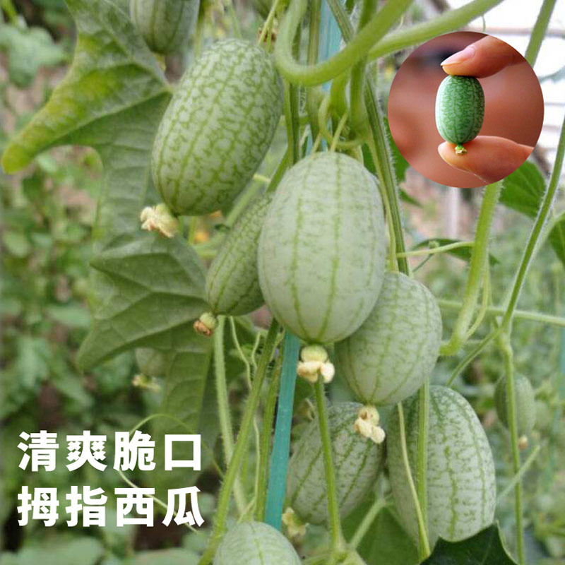 拇指西瓜小黄瓜种子一口迷你型爬藤结果多大棚露地均可种植