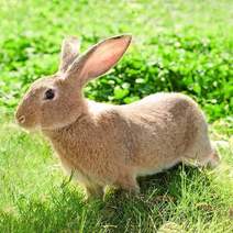 肉兔兔子比利时兔杂交兔重量在一斤三四两不是20天的乳兔