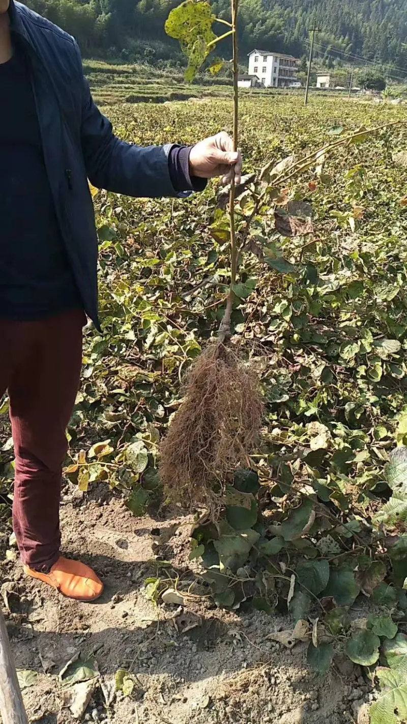 红心猕猴桃苗绿心黄心都有品种齐全根茎发达结果快口感好
