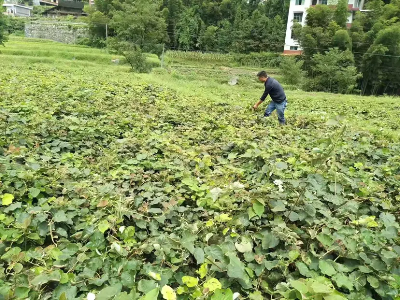 红心猕猴桃苗绿心黄心都有品种齐全根茎发达结果快口感好