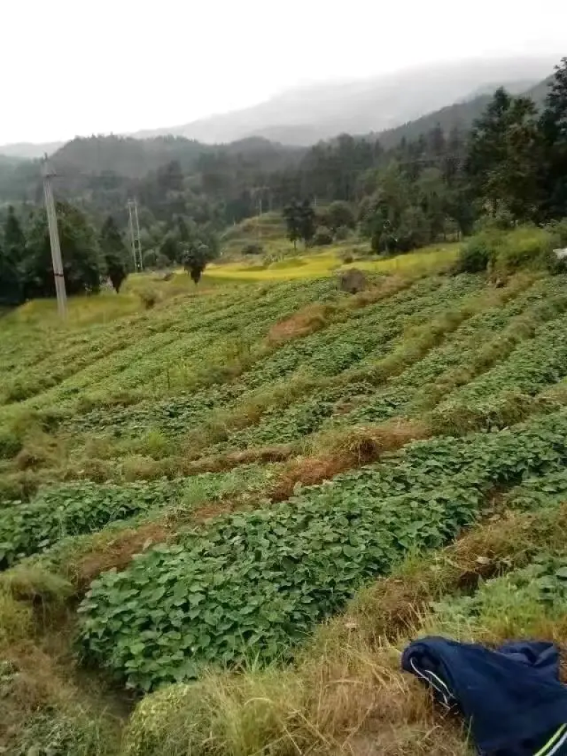 红心猕猴桃苗绿心黄心都有品种齐全根茎发达结果快口感好