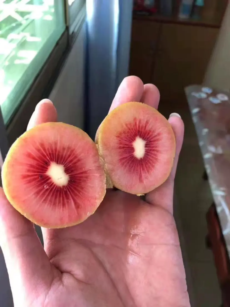 红心猕猴桃苗绿心黄心都有品种齐全根茎发达结果快口感好