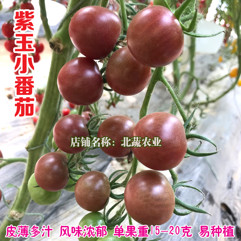 圣女果种子紫色小番茄种籽紫玉超甜小柿子籽好吃