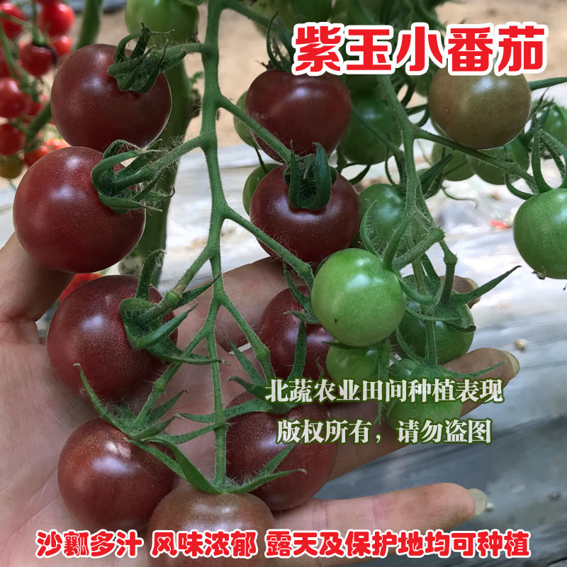 圣女果种子紫色小番茄种籽紫玉超甜小柿子籽好吃