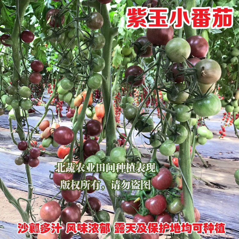 圣女果种子紫色小番茄种籽紫玉超甜小柿子籽好吃