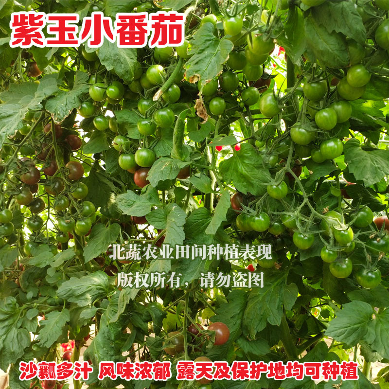 圣女果种子紫色小番茄种籽紫玉超甜小柿子籽好吃