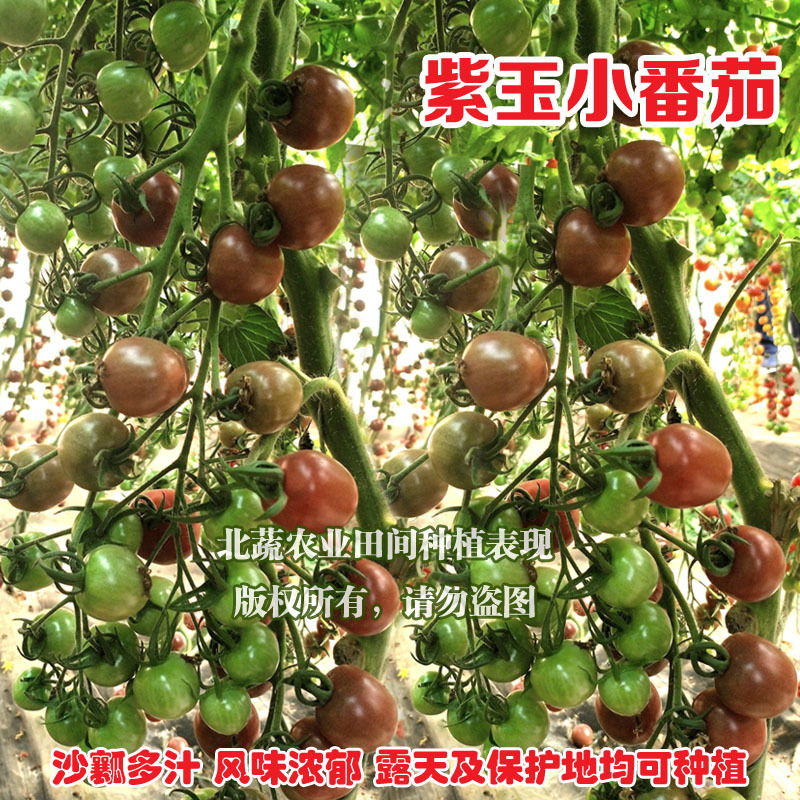 圣女果种子紫色小番茄种籽紫玉超甜小柿子籽好吃