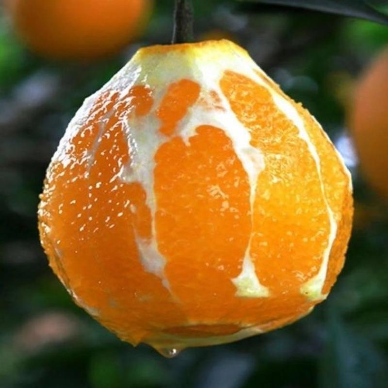 【优选】四川脐橙-皮薄多汁-量大从优-产地直供-价格优惠