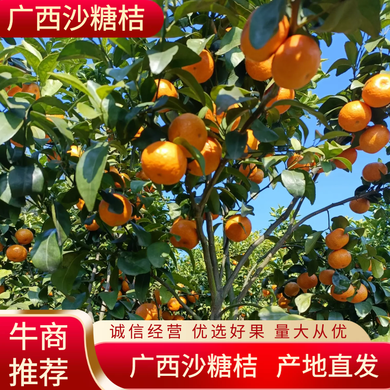 广西沙糖桔大量上市皮张漂亮口感超甜欢迎老板订购