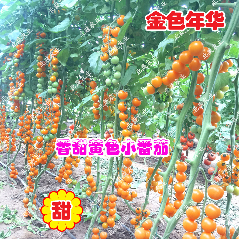 圣女果种子金色年华高产黄圆小柿子种籽超甜樱桃西红柿种孑