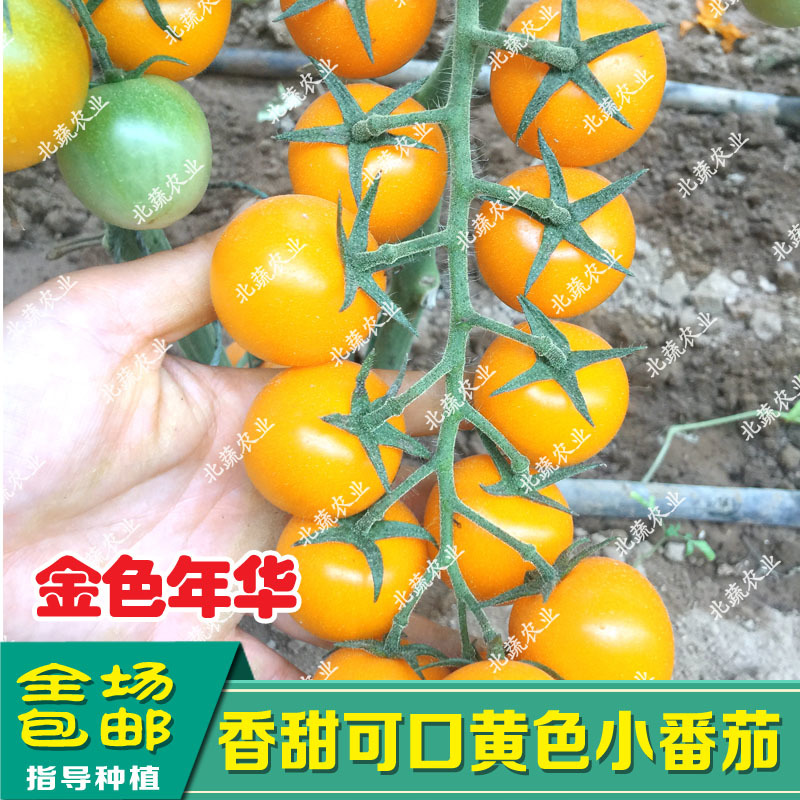圣女果种子金色年华高产黄圆小柿子种籽超甜樱桃西红柿种孑