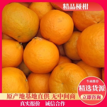 湖北宜昌椪柑颜色红口感好汁多肉甜产地一手货源