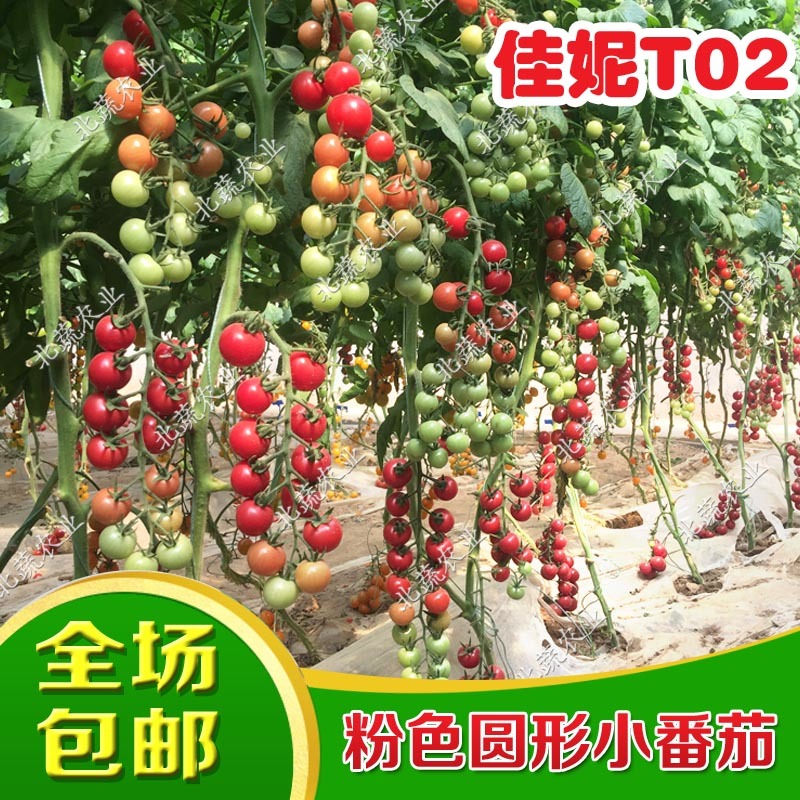 圣女果种子佳妮T02好吃粉圆小柿子籽超甜樱桃番茄种孑