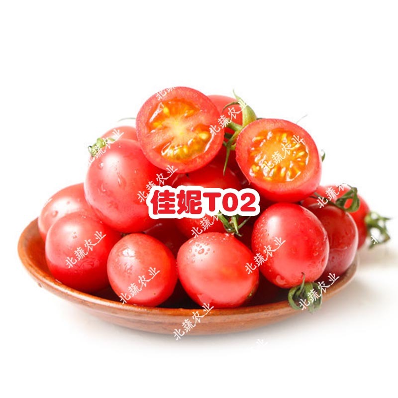 圣女果种子佳妮T02好吃粉圆小柿子籽超甜樱桃番茄种孑