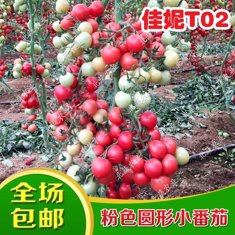 圣女果种子佳妮T02好吃粉圆小柿子籽超甜樱桃番茄种孑