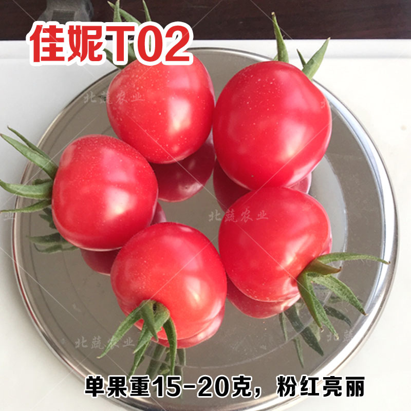 圣女果种子佳妮T02好吃粉圆小柿子籽超甜樱桃番茄种孑