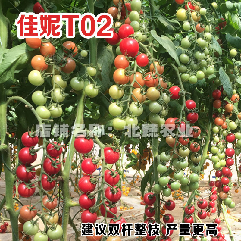 圣女果种子佳妮T02好吃粉圆小柿子籽超甜樱桃番茄种孑