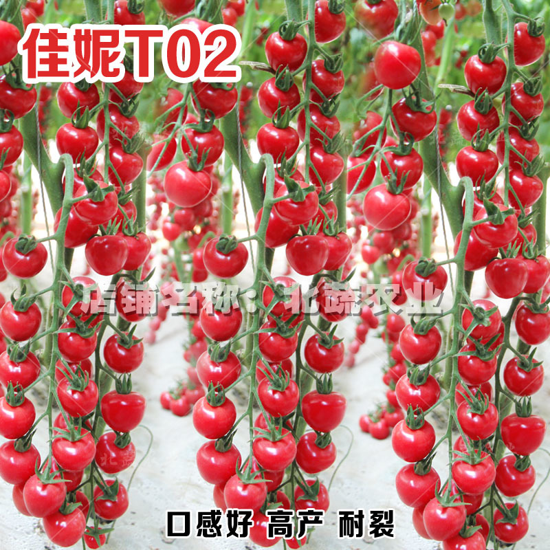 圣女果种子佳妮T02好吃粉圆小柿子籽超甜樱桃番茄种孑