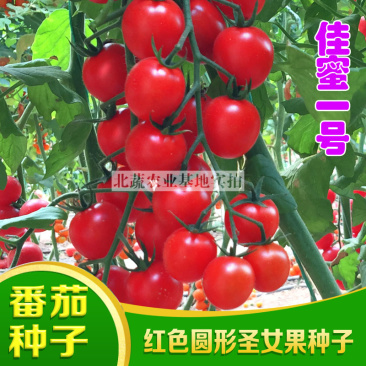 超甜小番茄种子佳蜜一号红色圣女果种籽好吃北蔬农业
