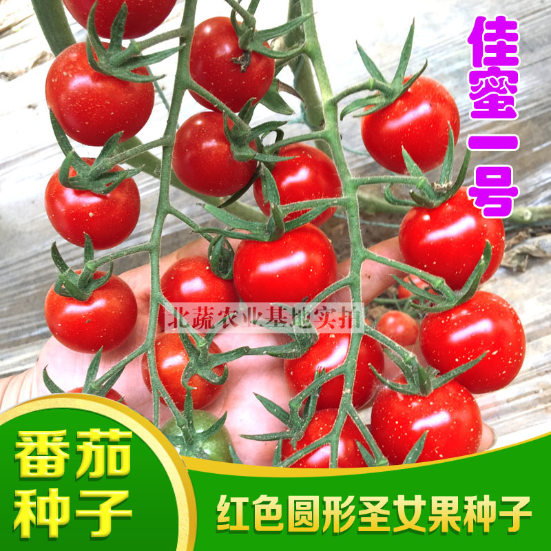 超甜小番茄种子佳蜜一号红色圣女果种籽好吃北蔬农业