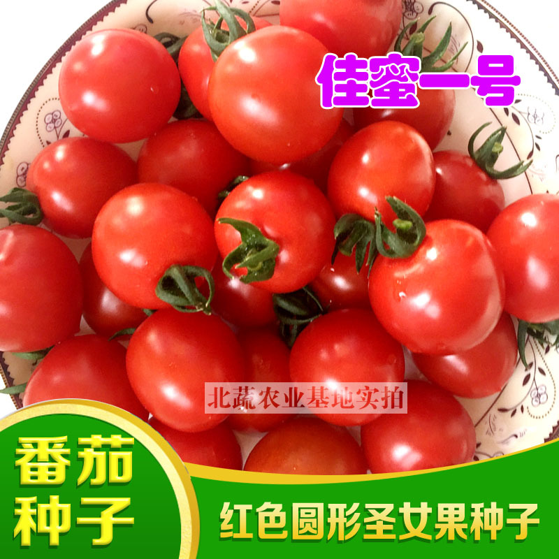 超甜小番茄种子佳蜜一号红色圣女果种籽好吃北蔬农业