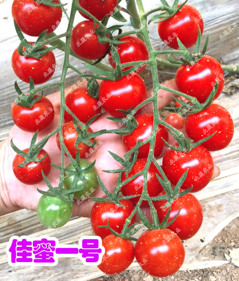 超甜小番茄种子佳蜜一号红色圣女果种籽好吃北蔬农业