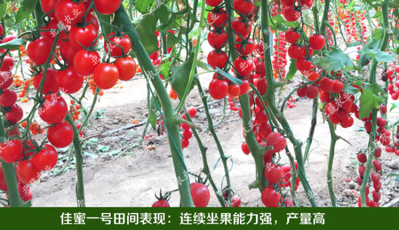超甜小番茄种子佳蜜一号红色圣女果种籽好吃北蔬农业
