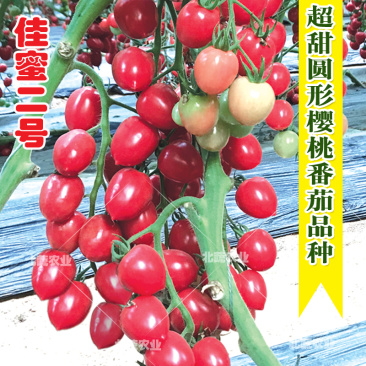 小番茄种子口感好风味浓佳蜜二号圣女果种籽超甜小柿子籽