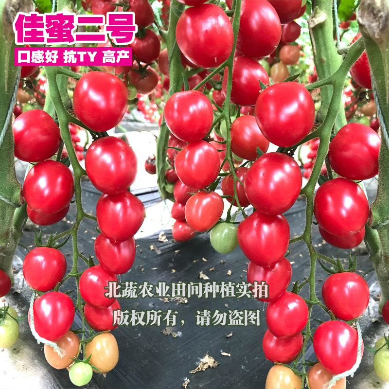 小番茄种子口感好风味浓佳蜜二号圣女果种籽超甜小柿子籽