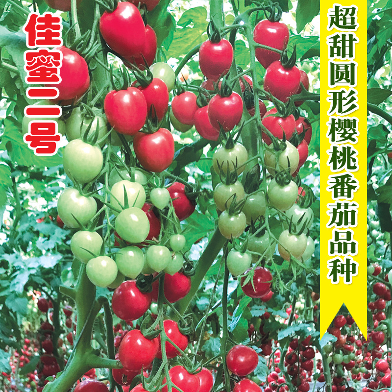 小番茄种子口感好风味浓佳蜜二号圣女果种籽超甜小柿子籽