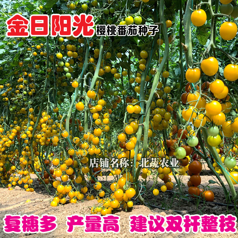 超甜小番茄种子金日阳光黄色圣女果种籽高产圆形樱桃西红柿种