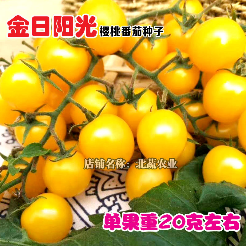 超甜小番茄种子金日阳光黄色圣女果种籽高产圆形樱桃西红柿种
