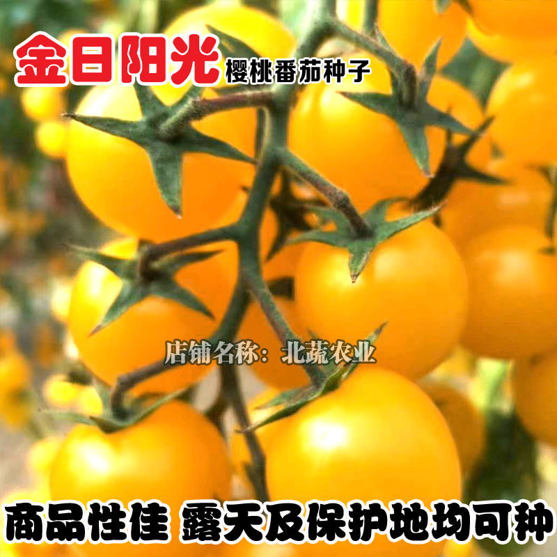 超甜小番茄种子金日阳光黄色圣女果种籽高产圆形樱桃西红柿种
