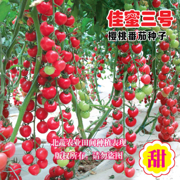 小番茄种子佳蜜三号超甜圣女果种籽好吃粉圆小柿子籽口感好