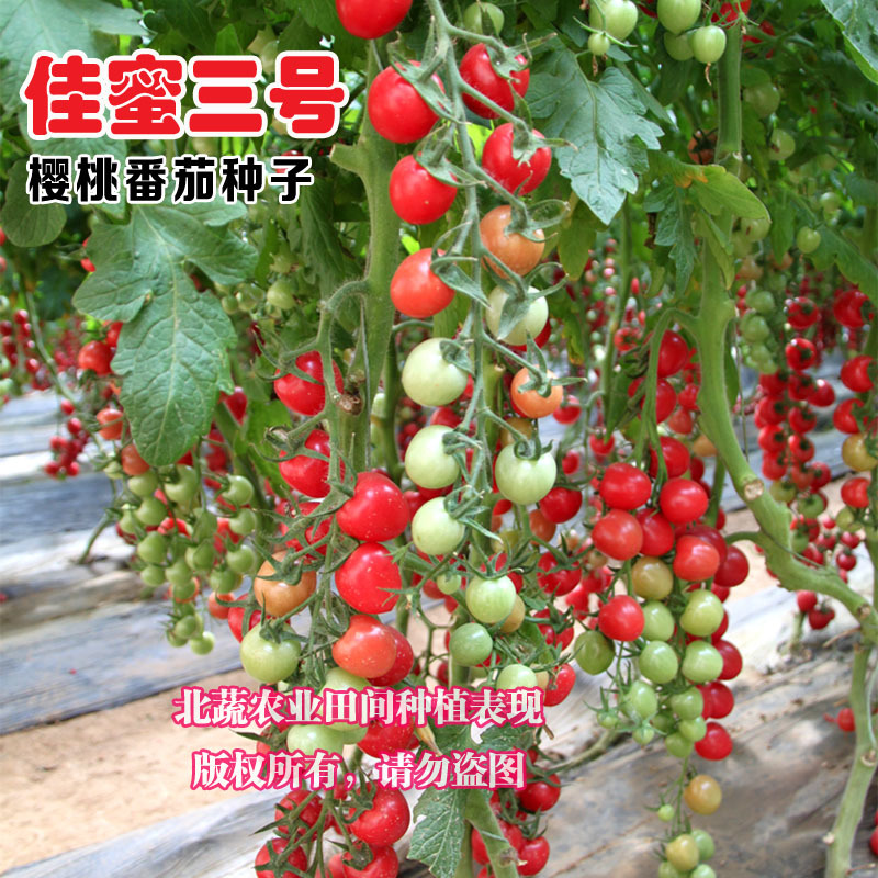 小番茄种子佳蜜三号超甜圣女果种籽好吃粉圆小柿子籽口感好