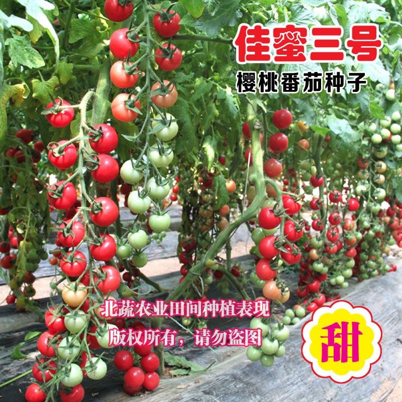 小番茄种子佳蜜三号超甜圣女果种籽好吃粉圆小柿子籽口感好