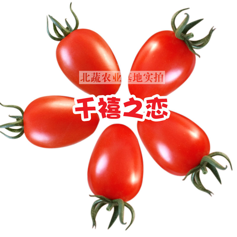 小番茄种子红千禧圣女果种籽好吃抗TY小柿子籽千禧之恋