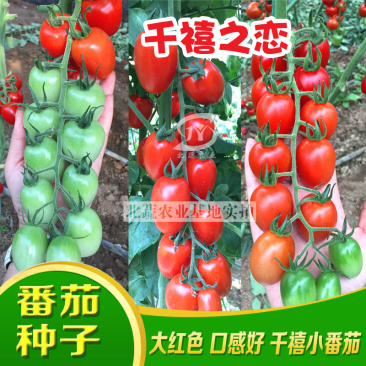 小番茄种子红千禧圣女果种籽好吃抗TY小柿子籽千禧之恋