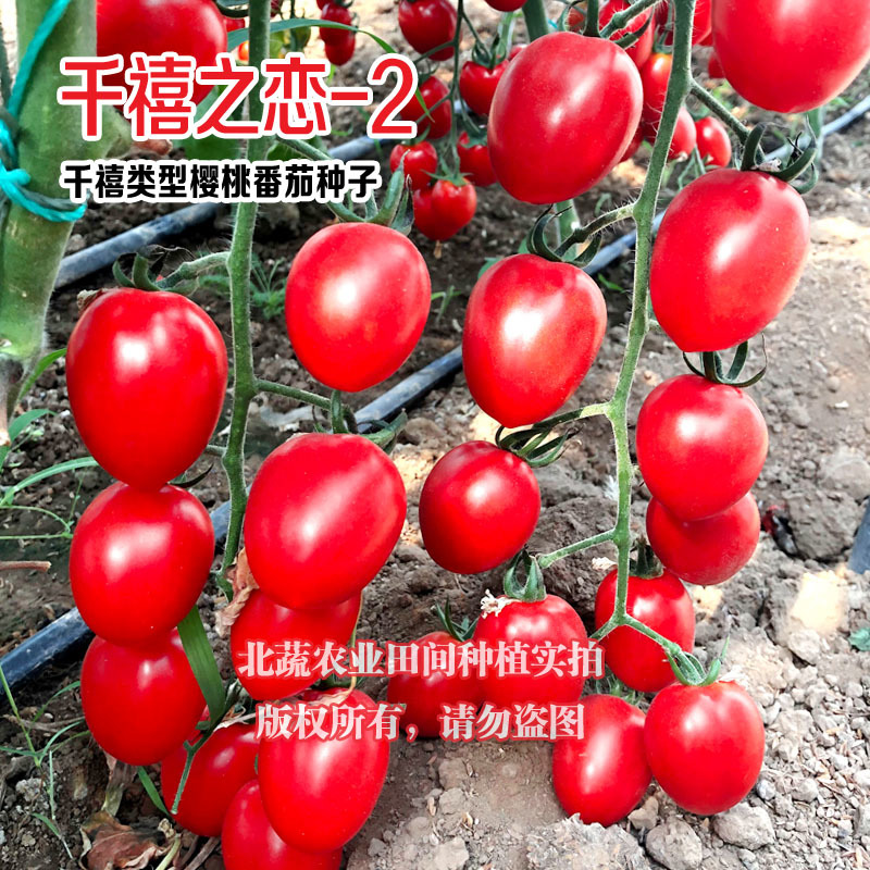 小番茄种子红千禧圣女果种籽好吃抗TY小柿子籽千禧之恋