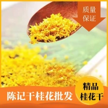 【桂花茶】桂林新花干桂花干茶不熏硫精选品厂家直销批发