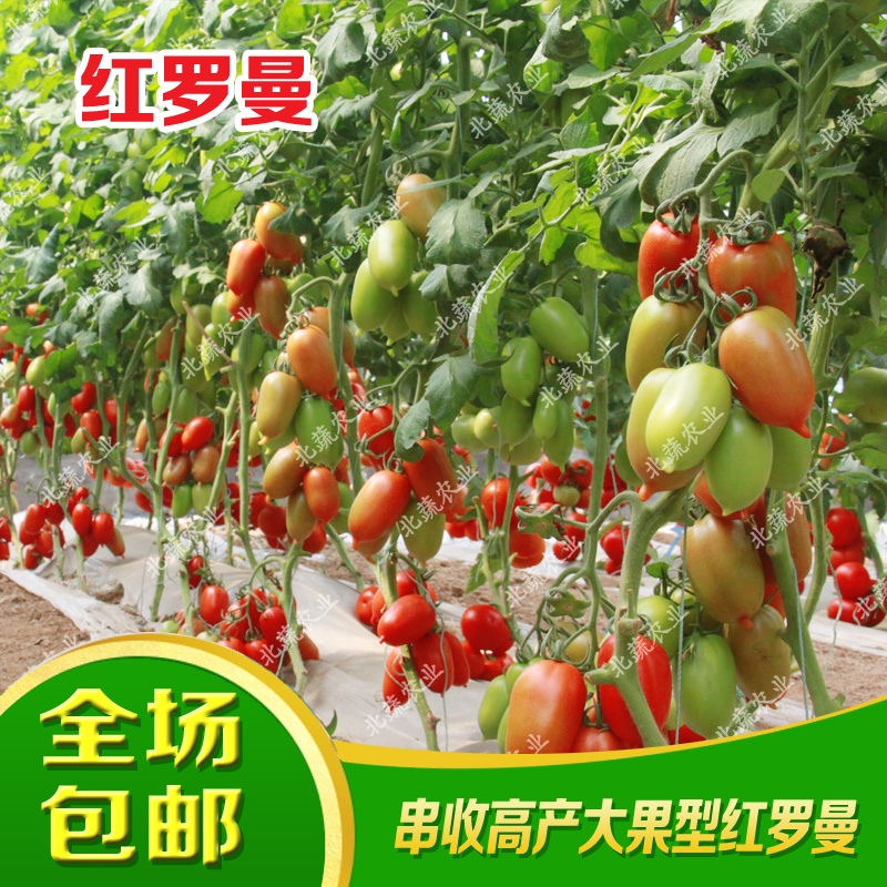 番茄种子红罗曼柿子种籽120克左右好吃北蔬农业西红柿种子