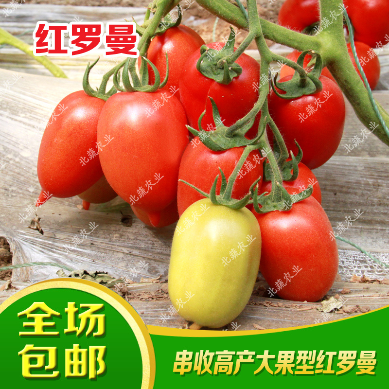 番茄种子红罗曼柿子种籽120克左右好吃北蔬农业西红柿种子