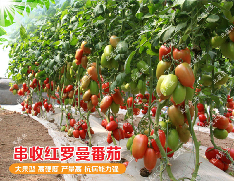 番茄种子红罗曼柿子种籽120克左右好吃北蔬农业西红柿种子