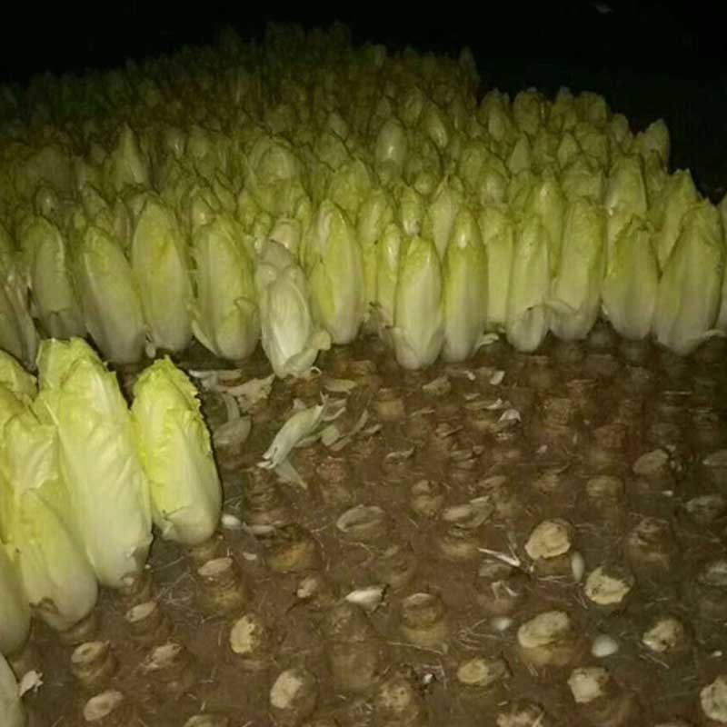 软化菊苣种子四季阳台蔬菜