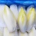 软化菊苣种子四季阳台蔬菜