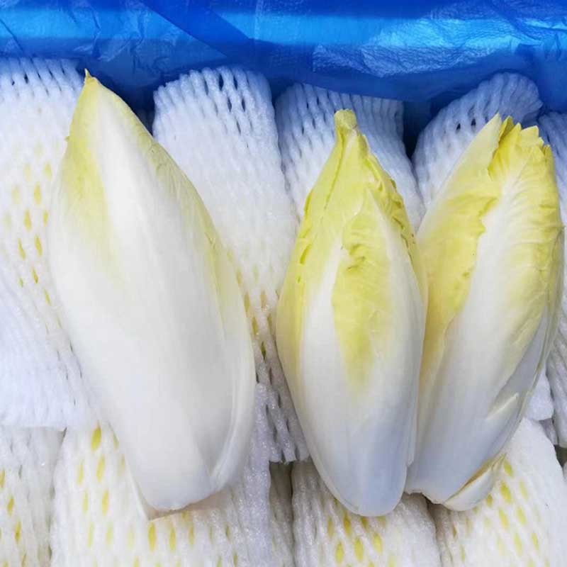 软化菊苣种子四季阳台蔬菜