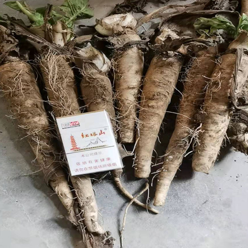 软化菊苣种子四季阳台蔬菜