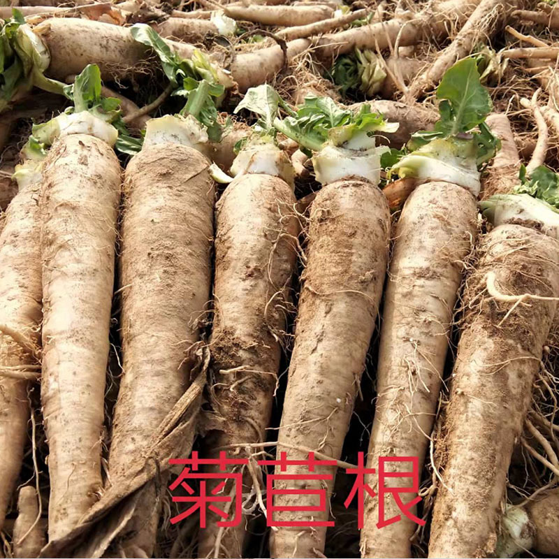 软化菊苣种子四季阳台蔬菜