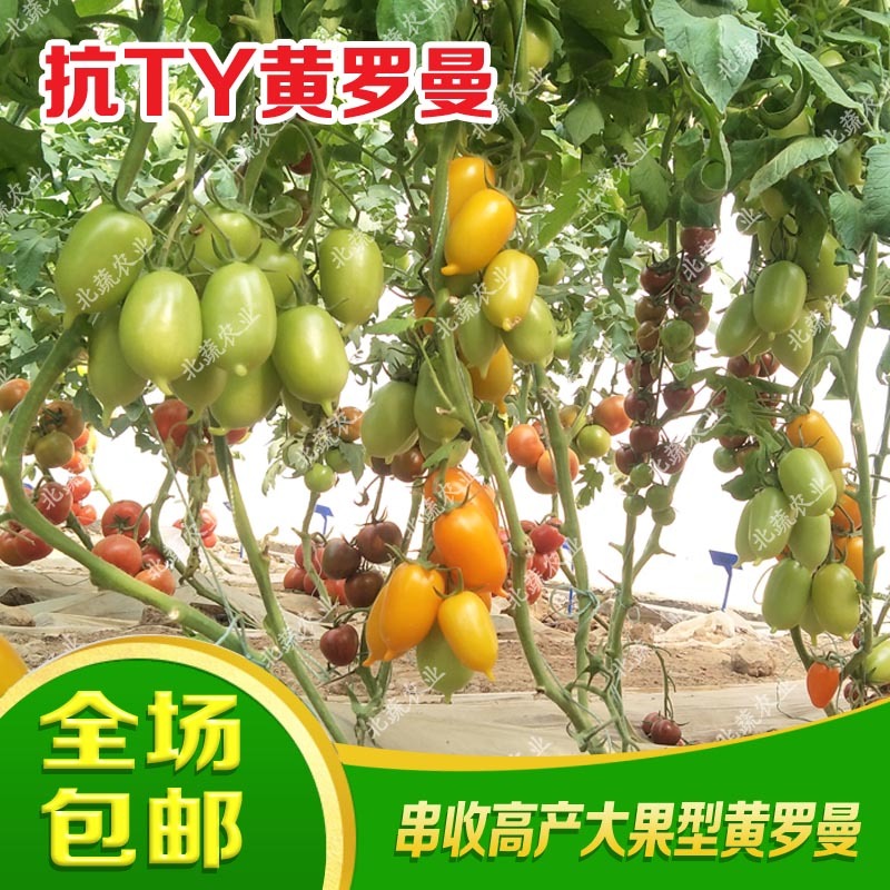 黄罗曼小番茄种子单果120克左右大果好吃口感好耐运输北蔬