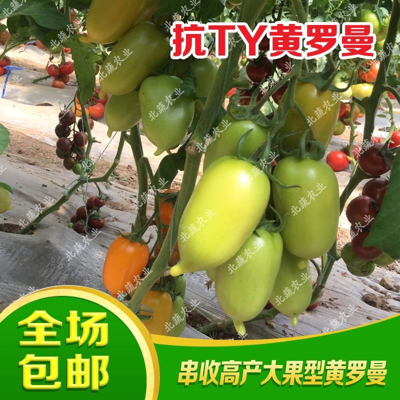 黄罗曼小番茄种子单果120克左右大果好吃口感好耐运输北蔬